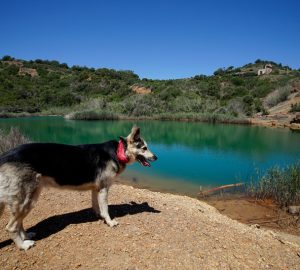 Isola d'Elba con i cani