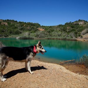 Isola d'Elba con i cani