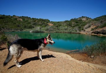 Isola d'Elba con i cani