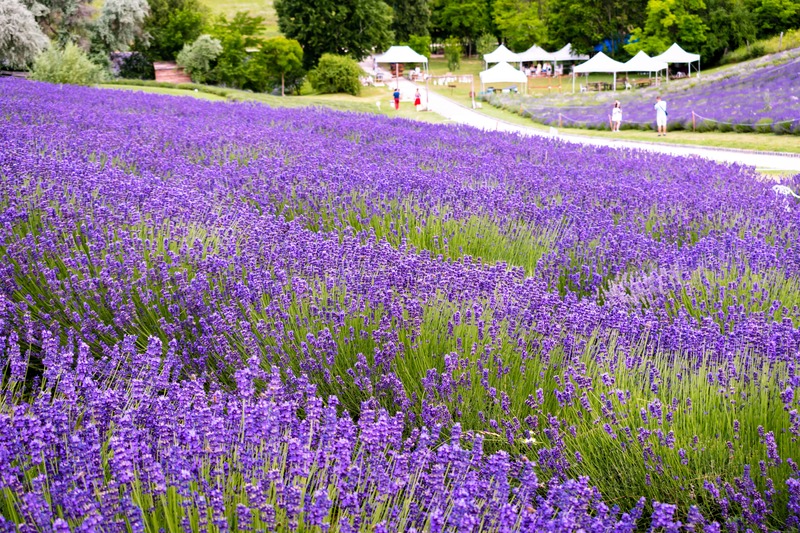 fioritura di lavanda a Tihany