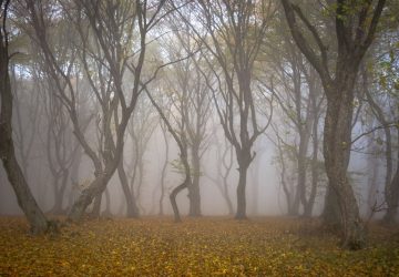 foresta Hoia Baciu nella nebbia