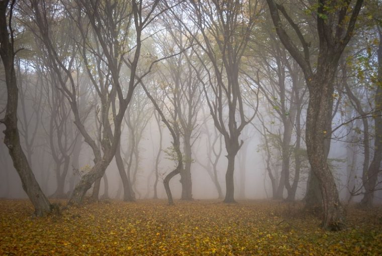 foresta Hoia Baciu nella nebbia